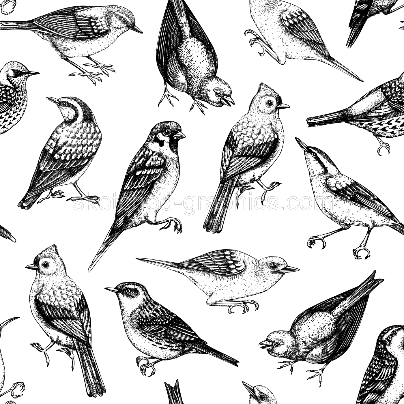Hand drawn birds seamless pattern in engraved style. Backyard songbirds - eyebrowed thrush, titmouse, sparrow, great tit vector background. Detailed wildlife texture Illustration
